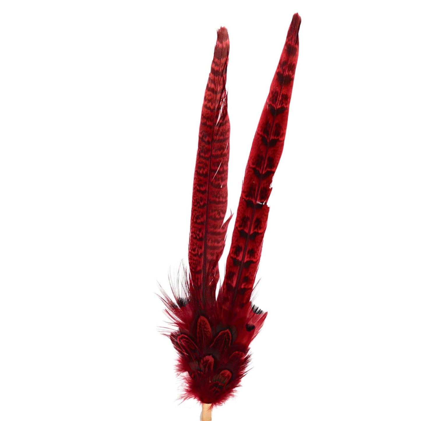 Two red feathers with dark markings.